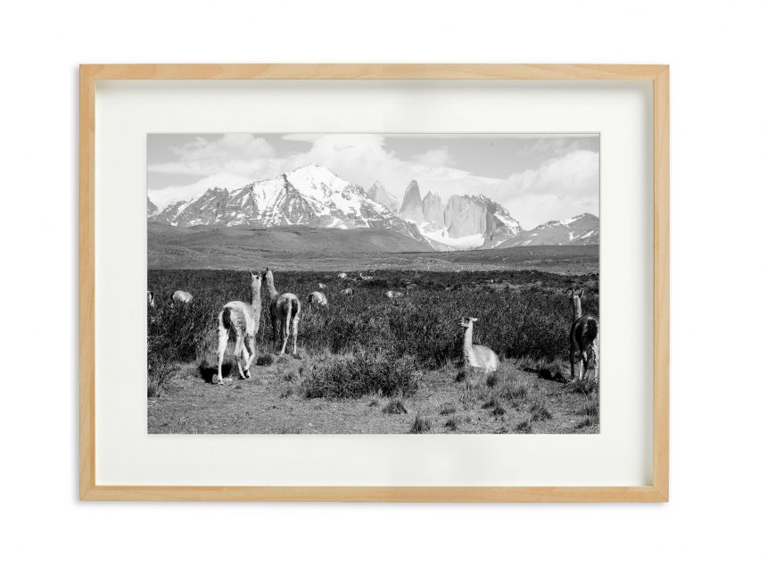 LA LLAMA